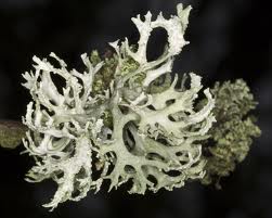 Mousse d'arbre (lichen)